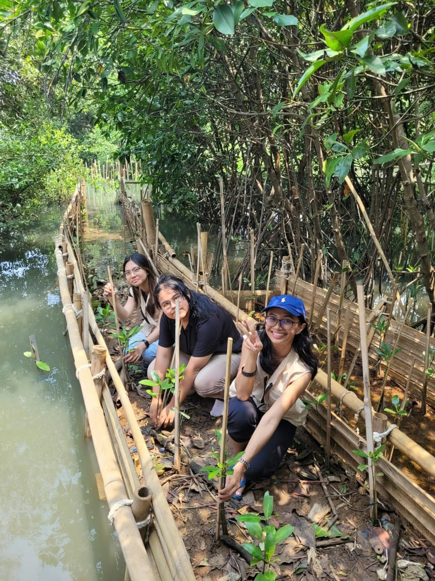 Three young women crouching in a mangrove nursery, planting seedlings between bamboo stakes.